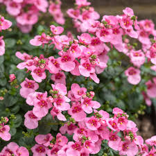 Image result for ostruhatka