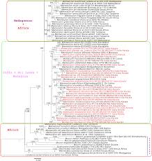 Image result for Memecylon sp. D