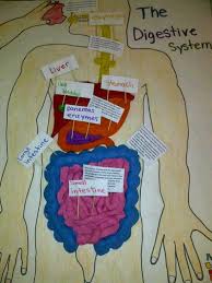 Img 20121102 01259 1 Jpg 480 640 Pixels Digestive System Model Digestive System Digestive System Project