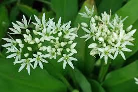 Image result for Allium ursinum