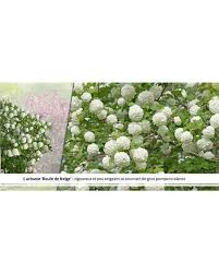 collection haie des quatre saisons 36 arbustes extra 3 5 branches front yard landscaping design yard landscaping landscape design garden