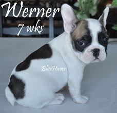 Here is the list of colors accepted by the akc: Sable Pied Bluehaven French Bulldogs Pied French Bulldog French Bulldog Fawn French Bulldog