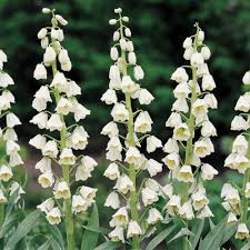 We did not find results for: Moon Garden Flowers And Bulbs Plant A Moon Garden This Fall