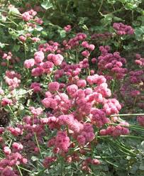 Image result for Eriospermum roseum