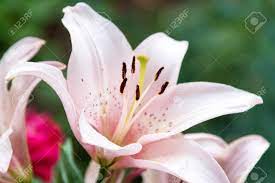 People often opt for flower tattoo designs. Beautiful Lily Flower On Green Leaves Background Lilium Longiflorum Stock Photo Picture And Royalty Free Image Image 105272804