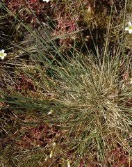 Image result for Panicum pectinellum