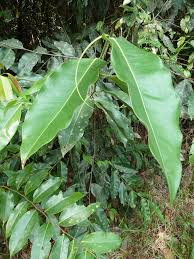 Image result for Klainedoxa