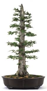 Maybe you would like to learn more about one of these? Formal Bonsai Bci