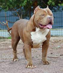 Lionpridebully Flying Pitbull Chiot Puppy Puppies American Bully Xl Xxl Bully Pitbull A Vendre For Sale France Belgique Kenne Pitbulls Bully Dog Aggressive Dog