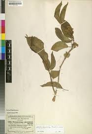 Image result for Marsdenia abyssinica