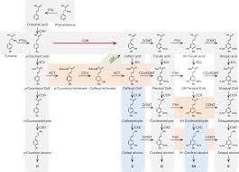 Maybe you would like to learn more about one of these? 4 Coumarate 3 Hydroxylase In The Lignin Biosynthesis Pathway Is A Cytosolic Ascorbate Peroxidase Nature Communications