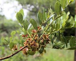 Image result for Combretum padoides