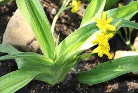 Image result for Hypoxis nyasica