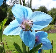 Meconopsis baileyi), the himalayan blue poppy, is a species of flowering plant in the family papaveraceae. Meconopsis Betonicifolia Wikipedia