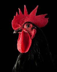 Austrolorp Cockerel Limited Edition 1 Of 10 Photograph In 2021 Beautiful Chickens Animal Photography African Animals Photography