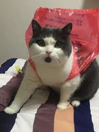 So, how do cats show affection? His Cat S Death Left Him Heartbroken So He Cloned It The New York Times