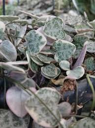 Image result for Ceropegia stenifolia