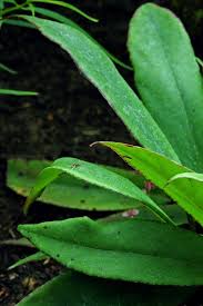 Image result for Begonia longipetiolata