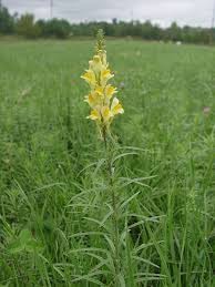 Image result for Phylohydrax