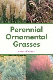 Maybe you would like to learn more about one of these? 8 Best Perennial Ornamental Grasses