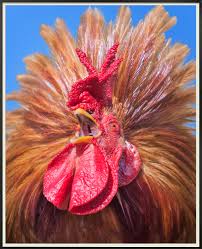 A rooster, also known as a cockerel or cock, is a male chicken. Screeching Roosters Make Their Most Aggressive And Passionate Moves In Heji Shin S Photographs Colossal