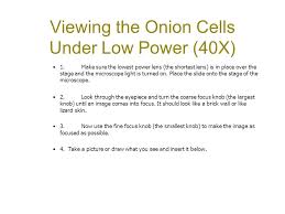 We did not find results for: Using A Microscope To View Cells Ppt Video Online Download