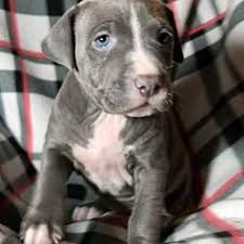 Maybe you would like to learn more about one of these? Pin On Dogs That Need To Be Rescued