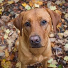They often have bursts of energy and clownishness that make them entertaining to be around. 16 Red Dog Breeds That Turn Heads