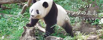 Последние твиты от 上野動物園［公式］ (@uenozoogardens). ä¸Šé‡Žå‹•ç‰©åœ'ã®ã‚¸ãƒ£ã‚¤ã‚¢ãƒ³ãƒˆãƒ'ãƒ³ãƒ€æƒ…å ±ã‚µã‚¤ãƒˆ Ueno Panda Jp