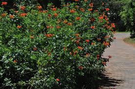 Image result for Tecomaria capensis