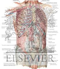 New blood vessel growth is called angiogenesis. Arteries Of Anterior Abdominal Wall Blood Supply Of The Abdomen