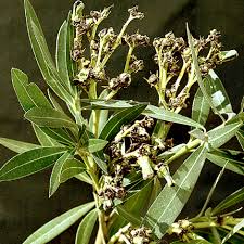 Image result for Sphaeropsis tumefaciens oleander symptoms