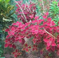 Drought resistant flowering plants florida. 10 Hardy Plants For Your North Florida Home Curb Appeal Pepine Realty