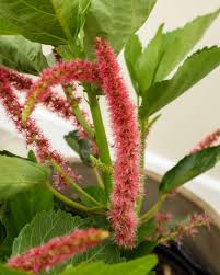 Image result for Acalypha hispida