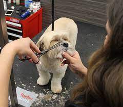 Dog Grooming Pet Supplies Plus Pet Supplies Plus