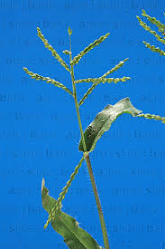 Image result for Urochloa arrecta