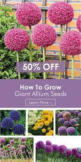 Egrow 100 Pcs Garden Outdoor Giant Allium Giganteum Beautiful Flower Seeds Bonsai Plant Seeds Allium Flowers Flower Seeds Allium Giganteum