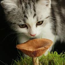 Poisoning In Cats Symptoms And First Aid