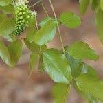 Image result for Brachystegia spiciformis