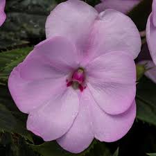 Image result for Impatiens salpinx