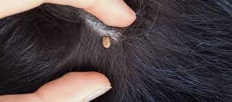 Some dogs are cooperative though, and removing ticks embedded in their skin is a lot easier process. How To Tell If Your Dog Has A Tick Scab Or Skin Tag My Pet And I