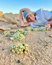 Image result for Biophytum crassipes