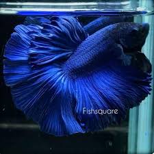 Bettas Imported Betta Fish Fishsquare From Palakkad