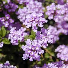 Image result for Lantana nivea
