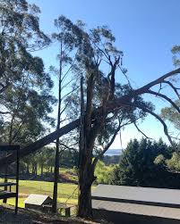 Heartwood tree company did a great job on an old maple in my backyard! Emergency Tree Service Heartwood Tree Service Southern Highlands