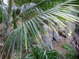 Image result for Acanthophoenix rubra