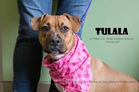 Pitbull puppies for adoption in indiana. Bullboxer Pit Dog For Adoption In La Porte In Adn 754713 On Puppyfinder Com Gender Female Age Young Pit Dog Dog Adoption Dogs