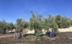 La empresa registra un total de ventas de menor de 300 mil €. Andalucia La Junta Ofrece A Los Agricultores Unalinea De Apoyo Financiero De 300 Millones Ideal