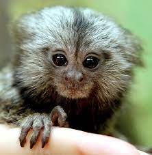 Baby Marmoset Marmoset Monkey Pet Monkey Pygmy Marmoset