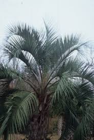Image result for Butia